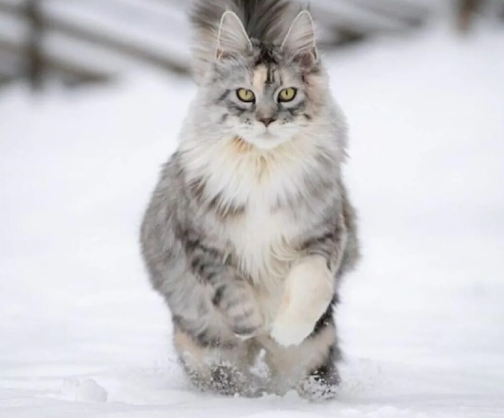 gatto corre sulla neve