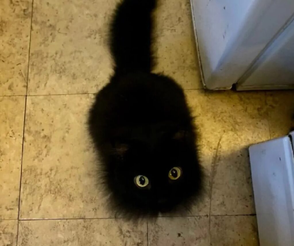 gatto nero sembra batuffolo