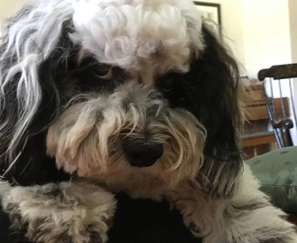 cagnolino sguardo arrabbiato