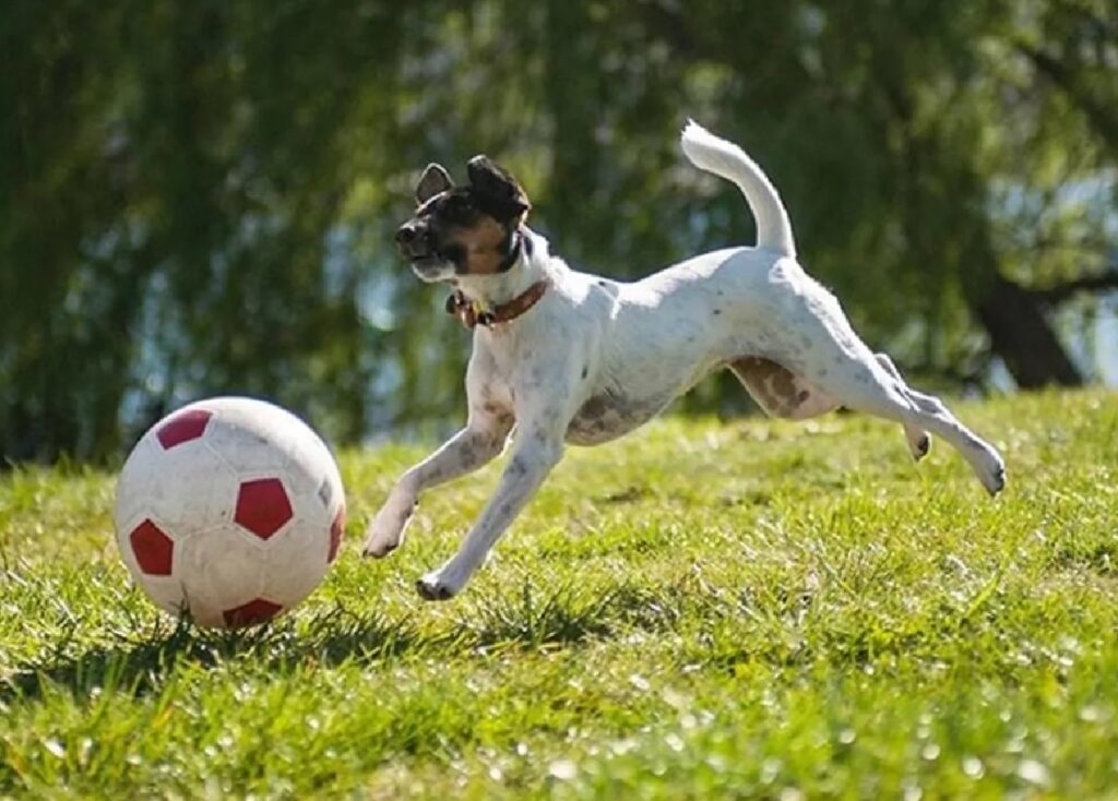 cane gioca a calcio