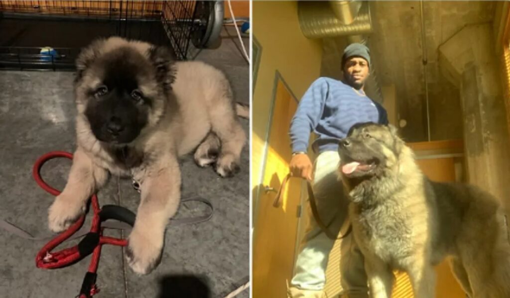 cane pastore caucaso prima e dopo