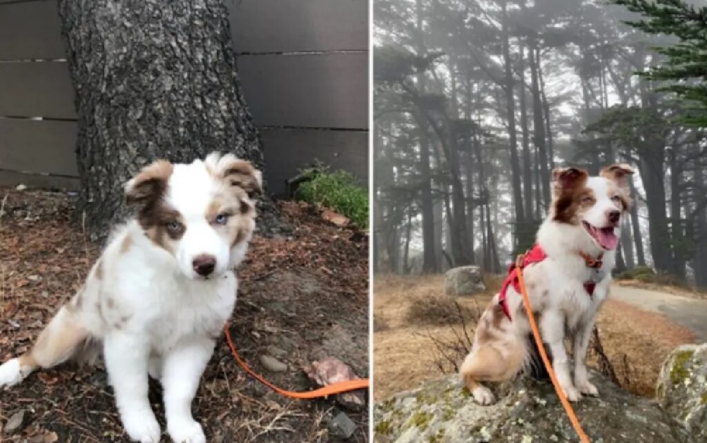 cane border collie piccolo