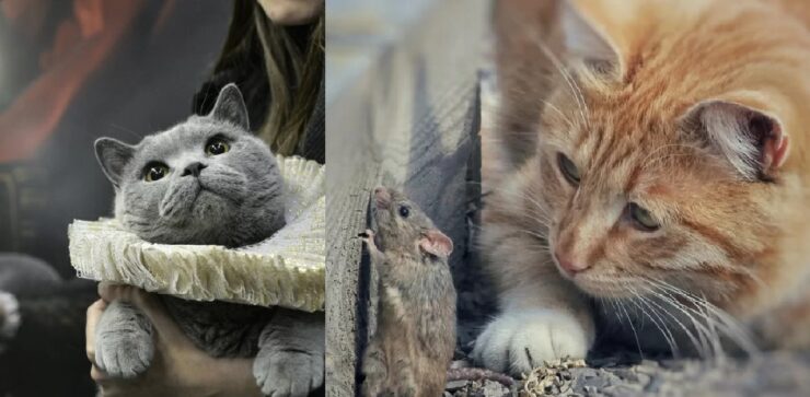 gatti che sono fonte di saggezza