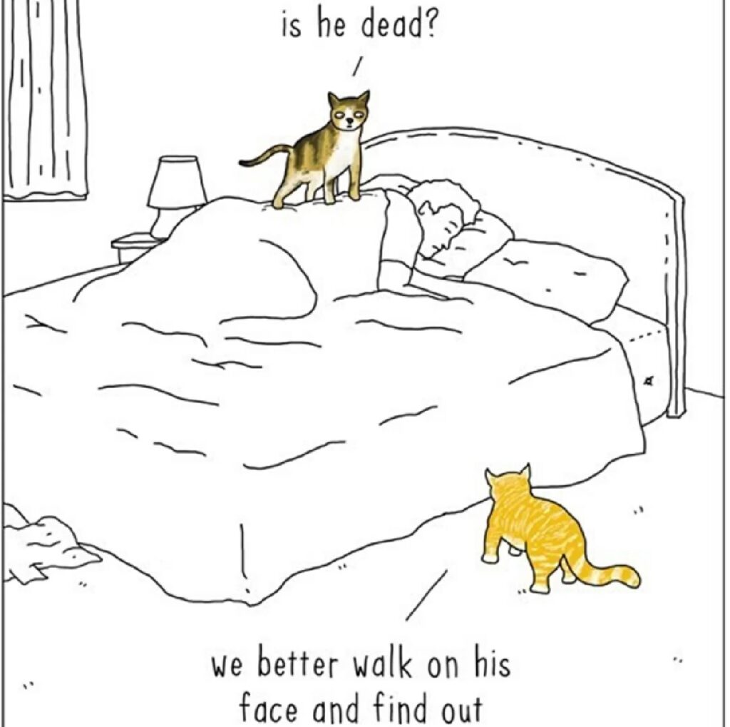 gatti cercano di svegliare proprietario