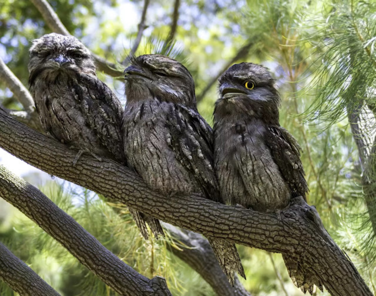 Batuffolo di cotone, è una Bocca di Rana