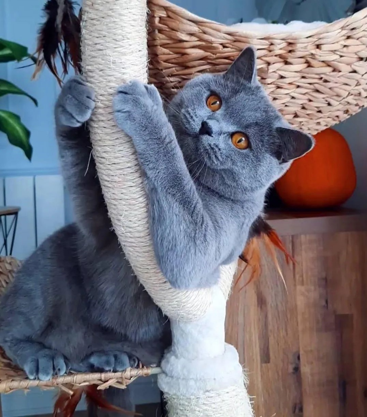 British Shorthair, il gatto che sembra un orsacchiotto