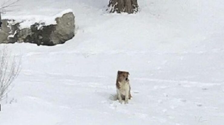 Cane abbandonato sulla neve, aspetta la sua famiglia per 5 giorni