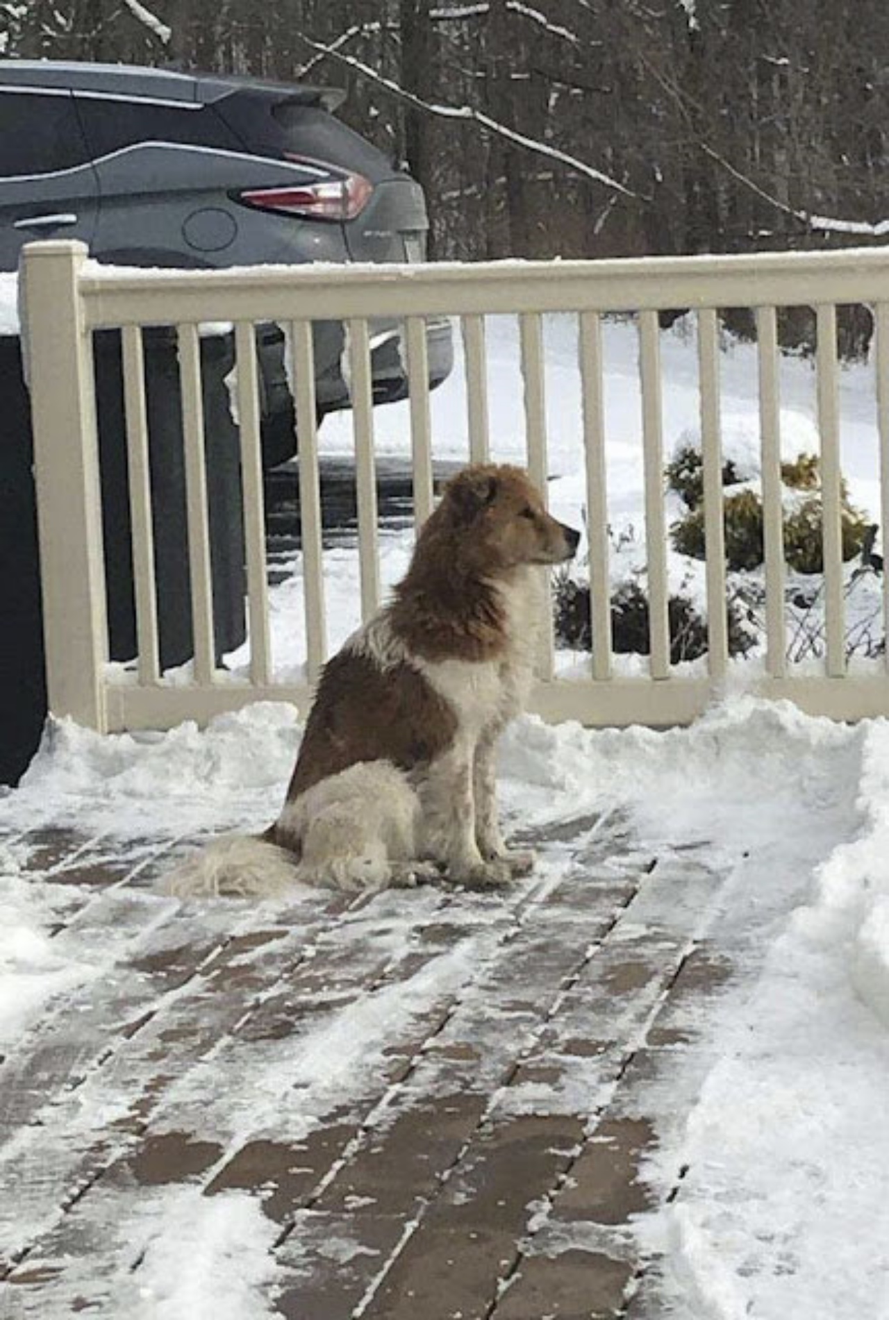 Cane abbandonato sulla neve, aspetta la sua famiglia per 5 giorni