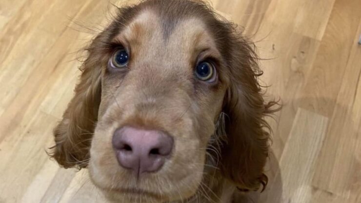 Cane con gli occhi più belli del mondo, conquista Instagram