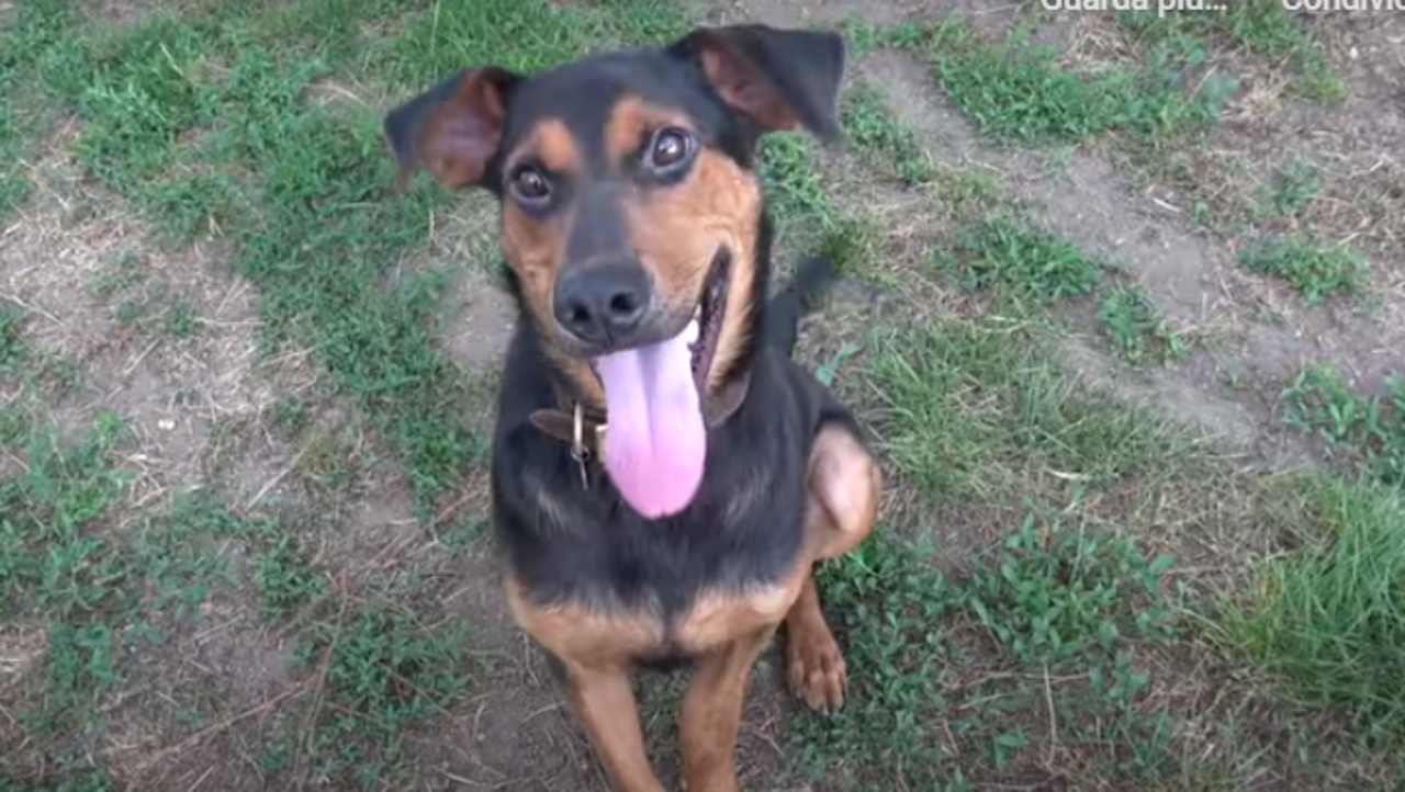 Cane ferito trovato da una donna, le salta tra le braccia