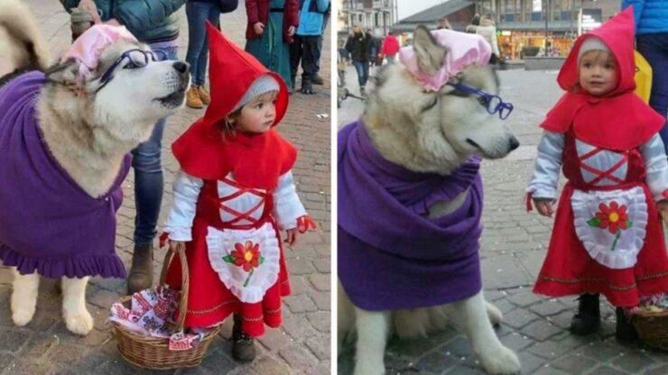 Una bambina si veste da Cappuccetto rosso e il suo cane da Lupo cattivo