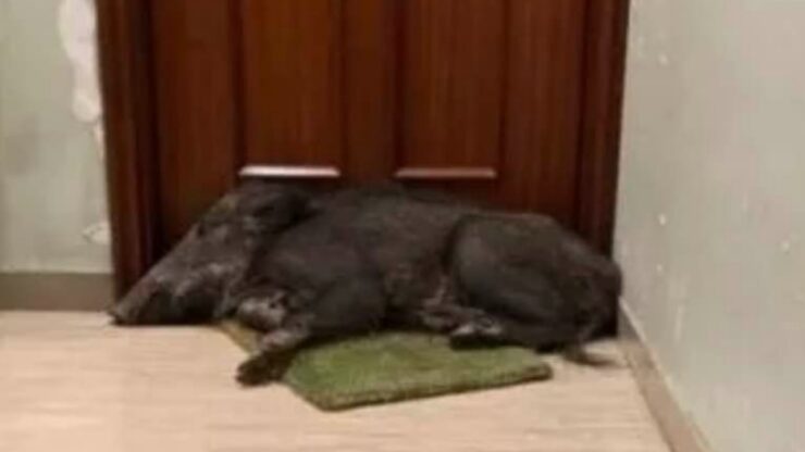 Cinghiale dorme sull'uscio di casa, un signore gli scatta delle foto