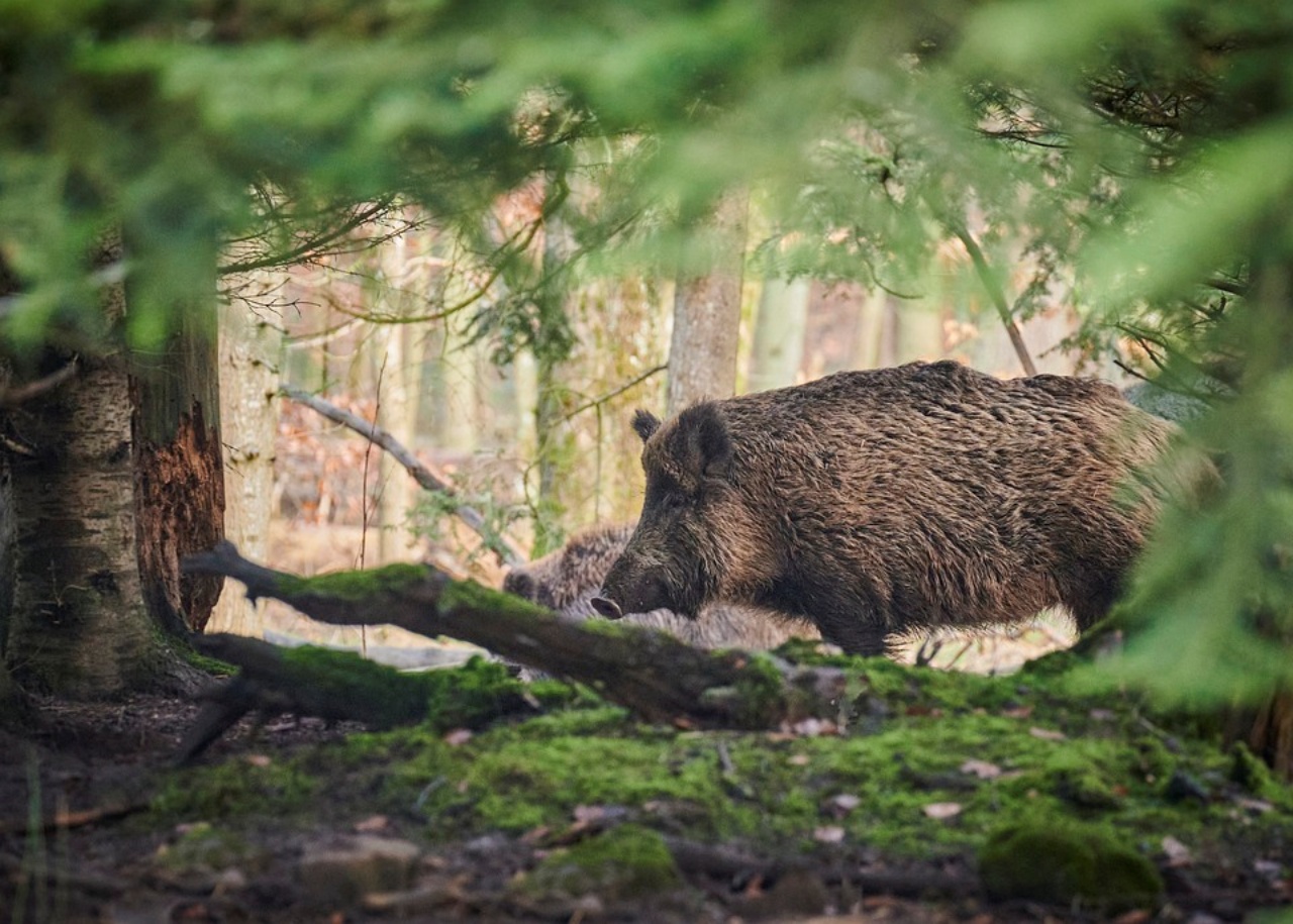 Cinghiale dorme sull'uscio di casa, un signore gli scatta delle foto