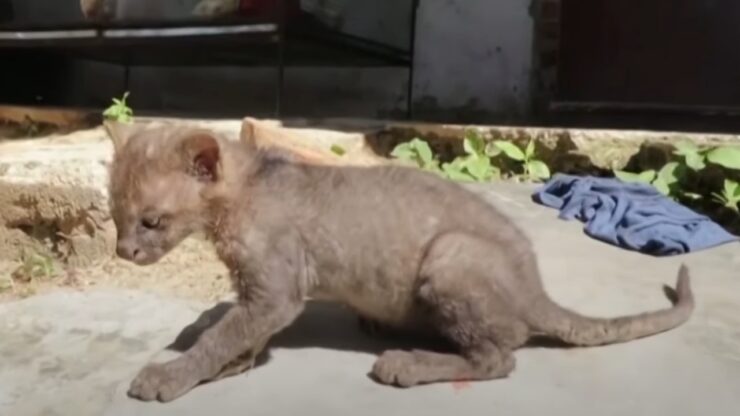 Contadino trova un puma, che pensava fosse un gatto