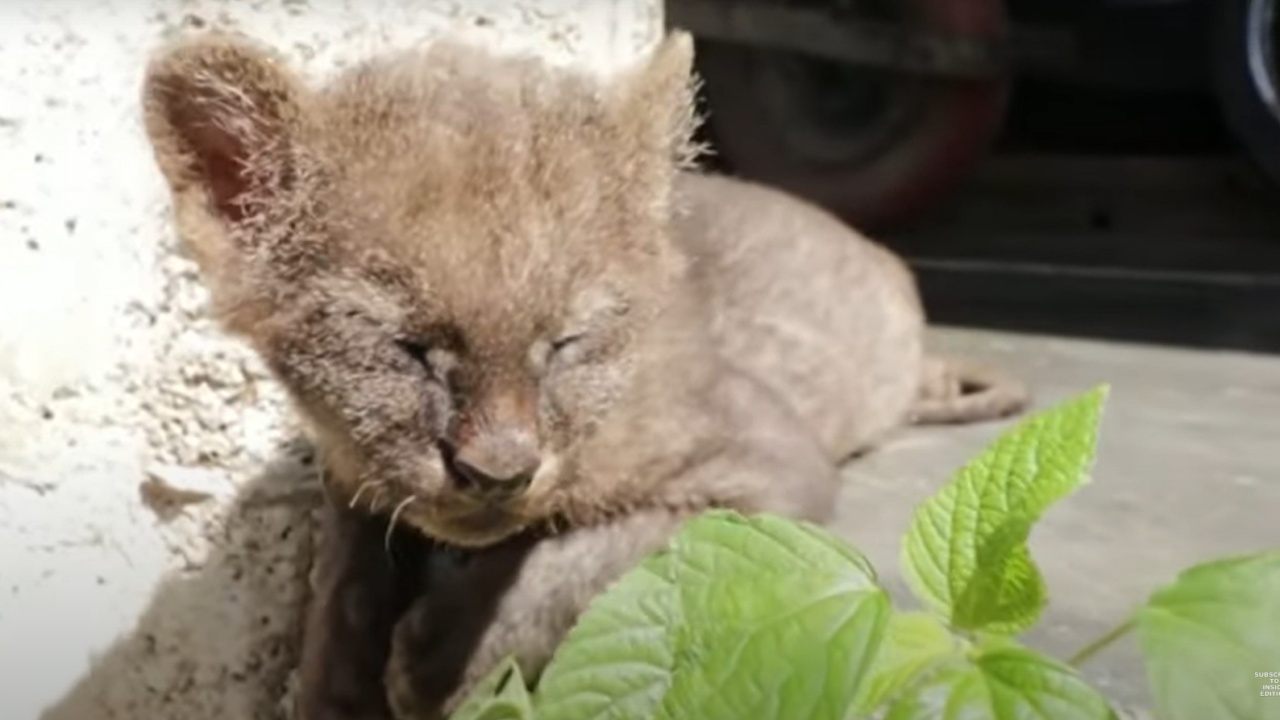 Contadino trova un puma, che pensava fosse un gatto