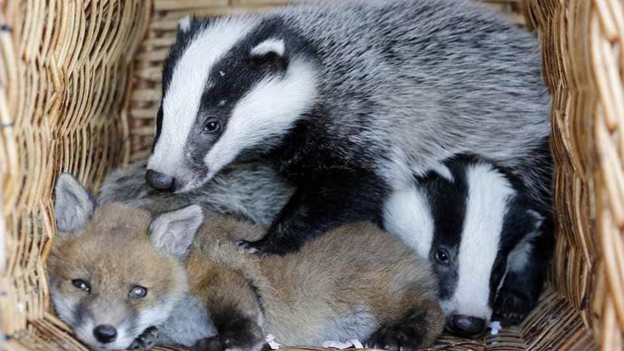 Cuccioli di tasso e una volpe legati da una forte amicizia