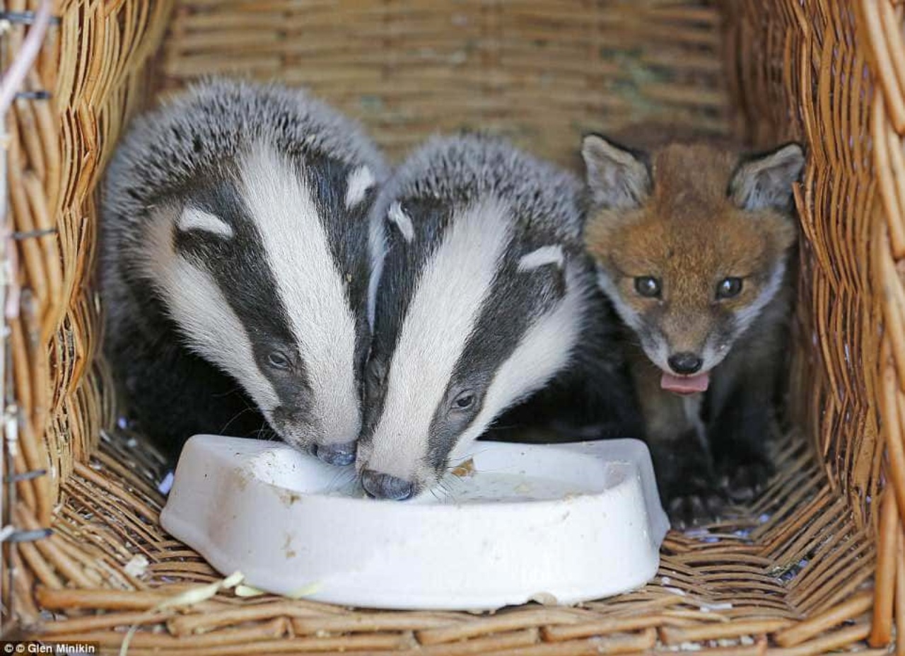 Cuccioli di tasso e una volpe legati da una forte amicizia