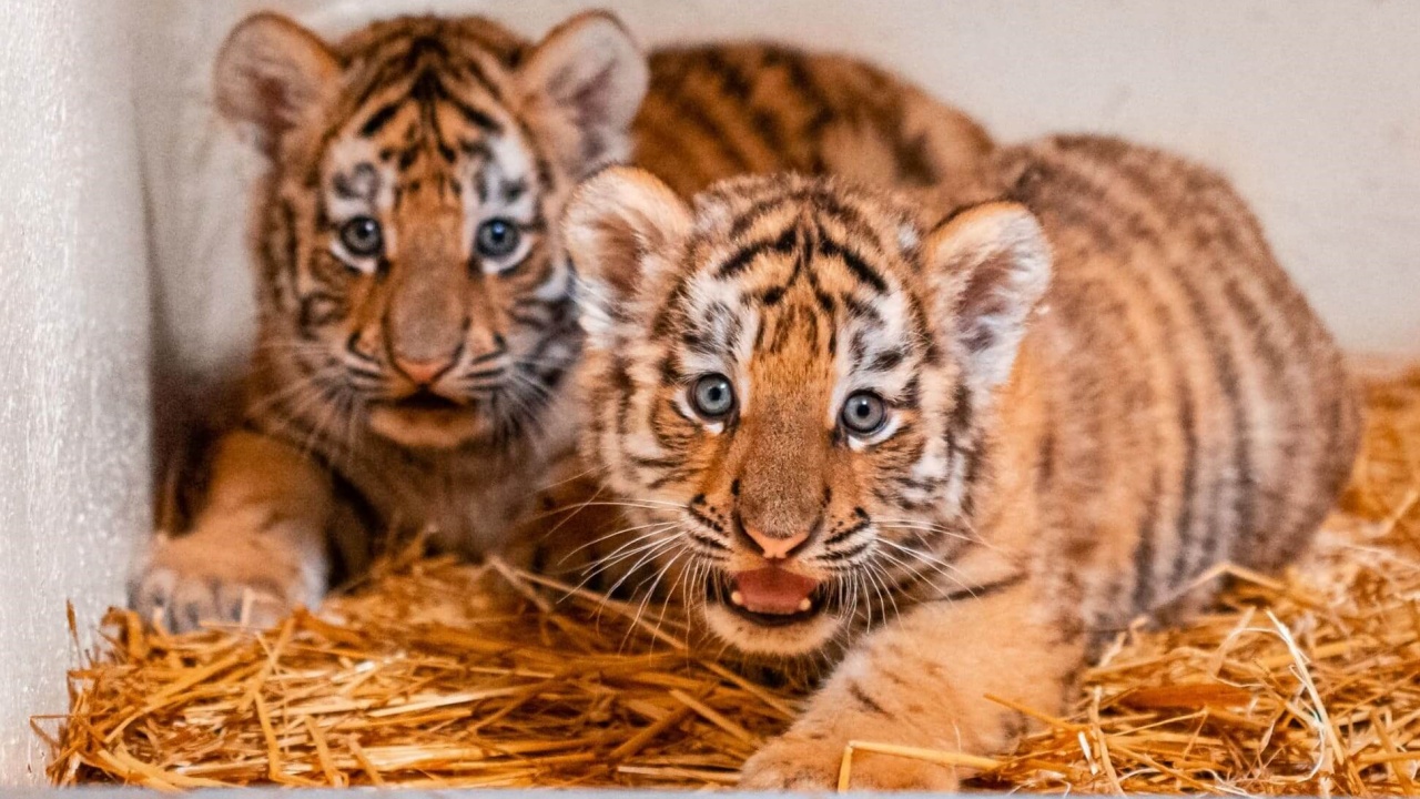 Cuccioli di tigre dell'Amur nascono allo zoo di Toledo