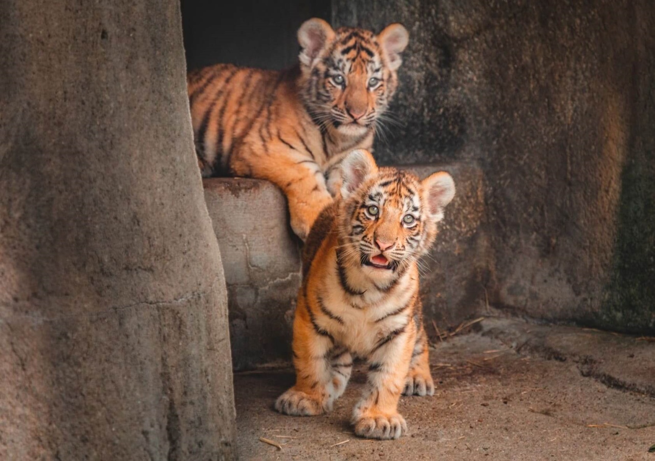 Cuccioli di tigre dell'Amur nascono allo zoo di Toledo