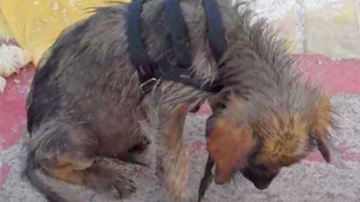 Cucciolo viene salvato dalla strada grazie all'aiuto di una donna