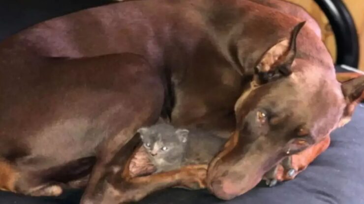 Dobermann si prende cura di un gattino