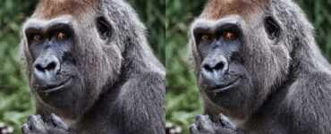 Evelyn gorilla di 46 anni muore in seguito a problemi di salute