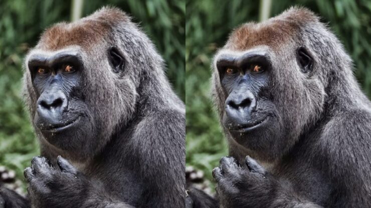 Evelyn gorilla di 46 anni muore in seguito a problemi di salute