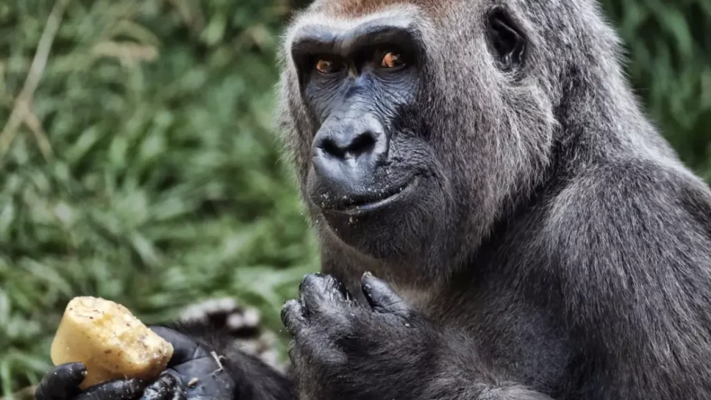 Evelyn gorilla di 46 anni muore in seguito a problemi di salute 