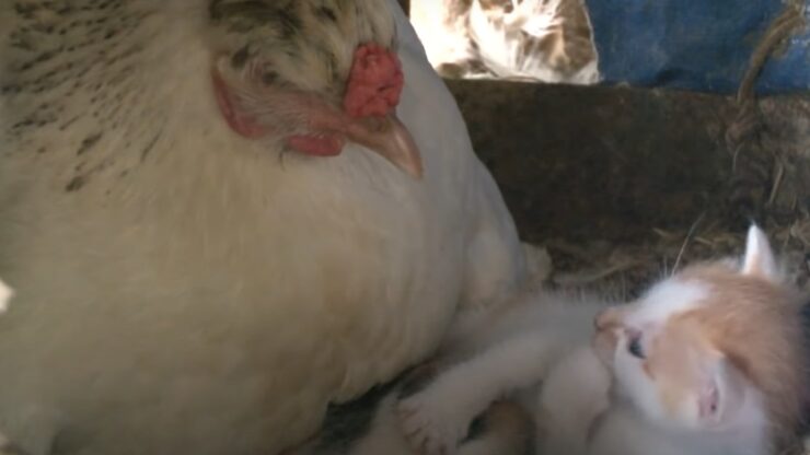 Gallina si prende cura di un gattino come fosse la sua mamma