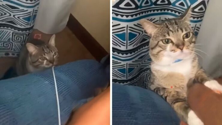 Gatto furioso morde la sua padrona