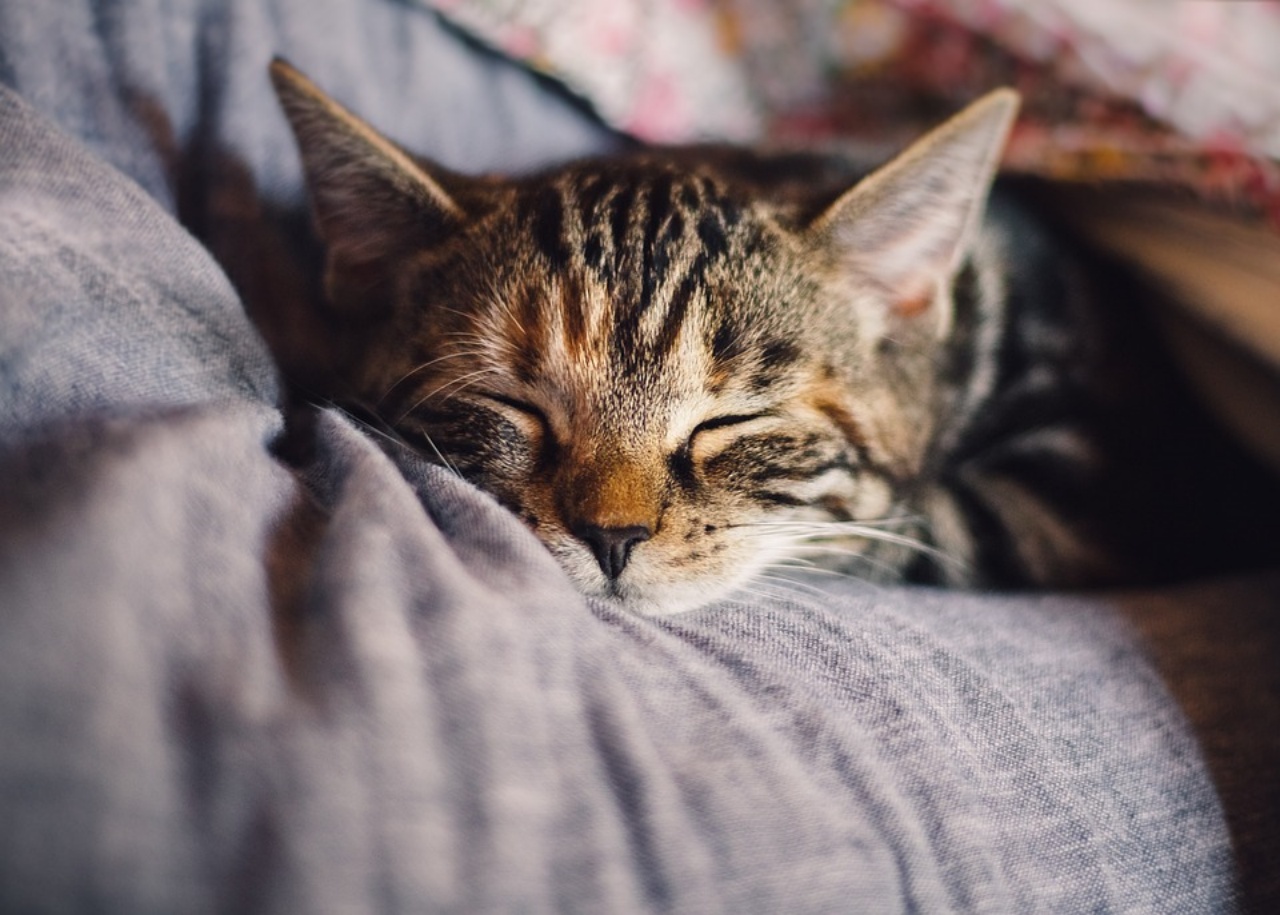 Gatto in casa, i vantaggi