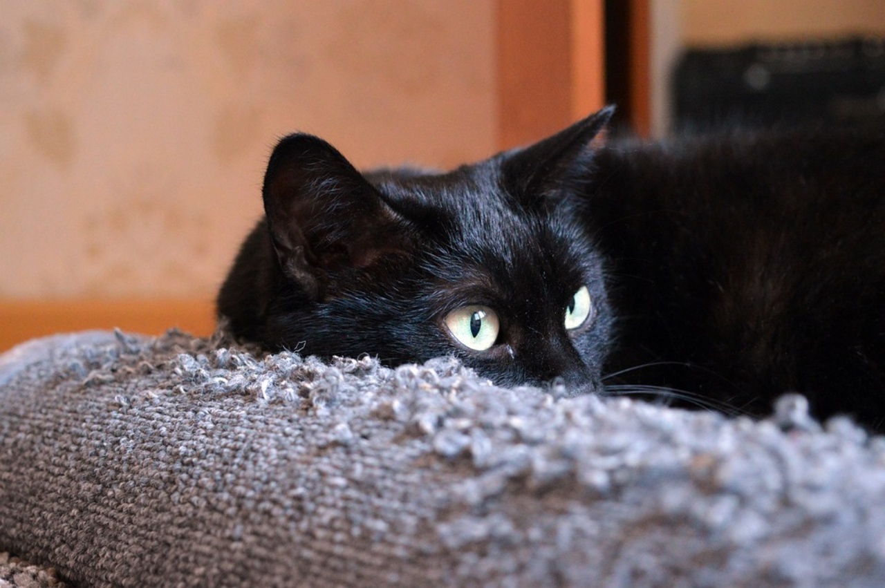 Gatto in casa, i vantaggi