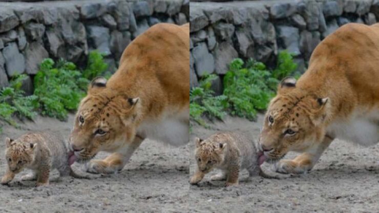 Incrocio tra un tigre e un leone