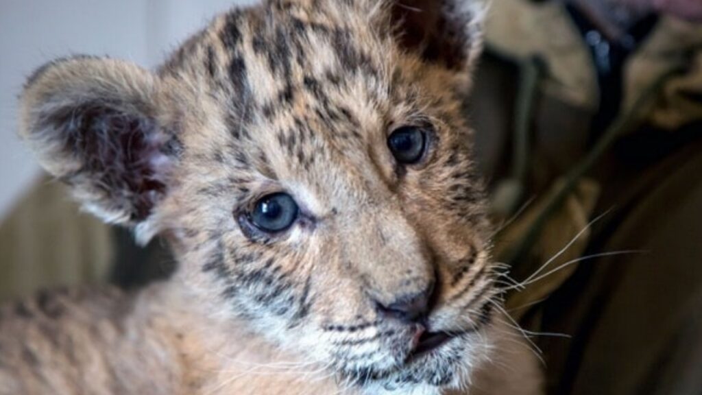 Incrocio tra un tigre e un leone 