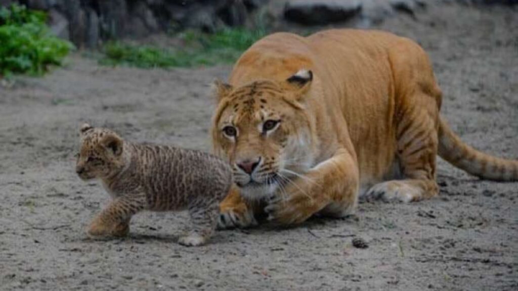 Incrocio tra un tigre e un leone 