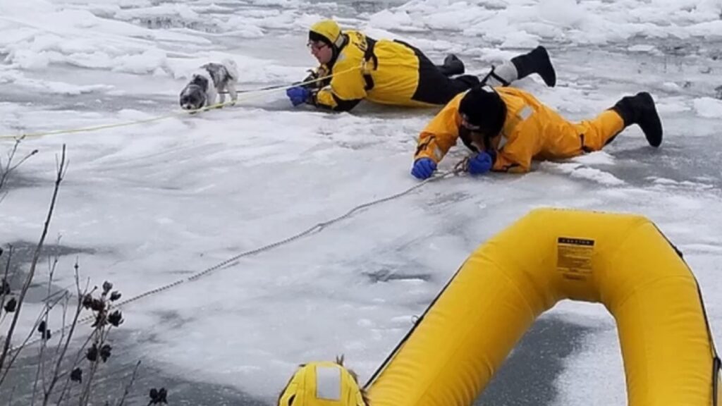 Cane intrappolato in una laguna ghiacciata 