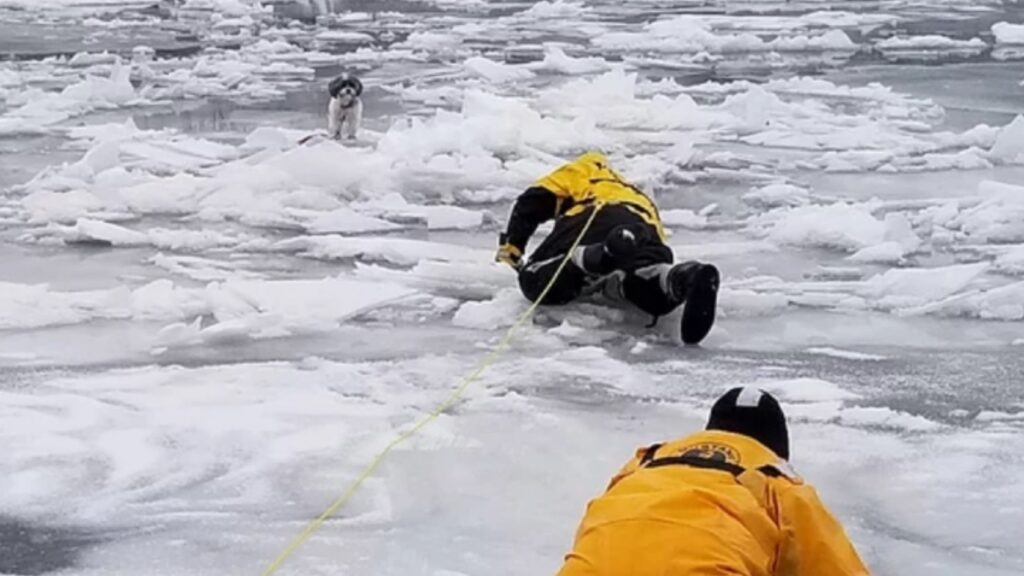 Cane intrappolato in una laguna ghiacciata