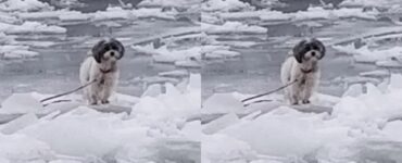 Cane intrappolato in una laguna ghiacciata