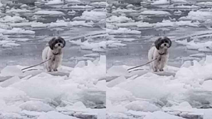 Cane intrappolato in una laguna ghiacciata