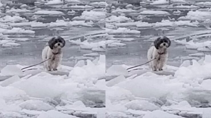 Cane intrappolato in una laguna ghiacciata