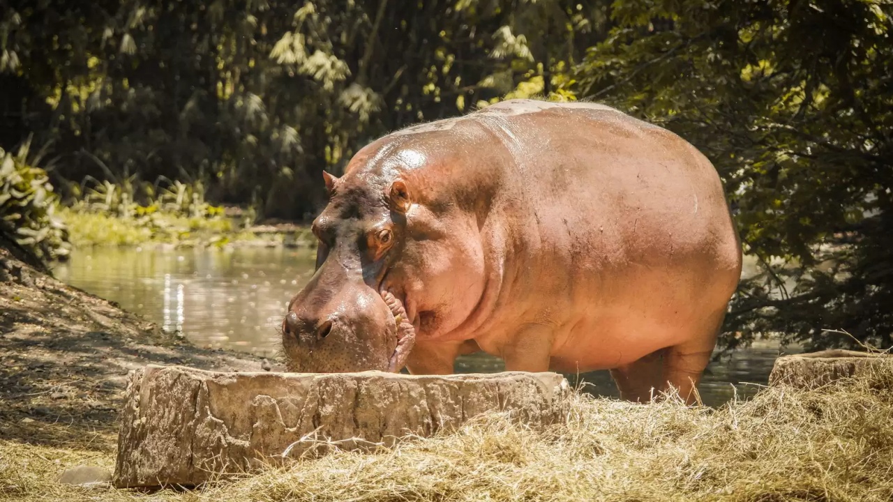 Latte rosa degli ippopotami, ma non è davvero così