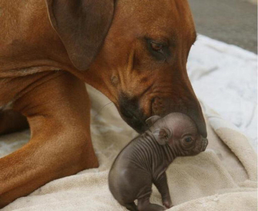 Cane si prende cura di maialino selvatico