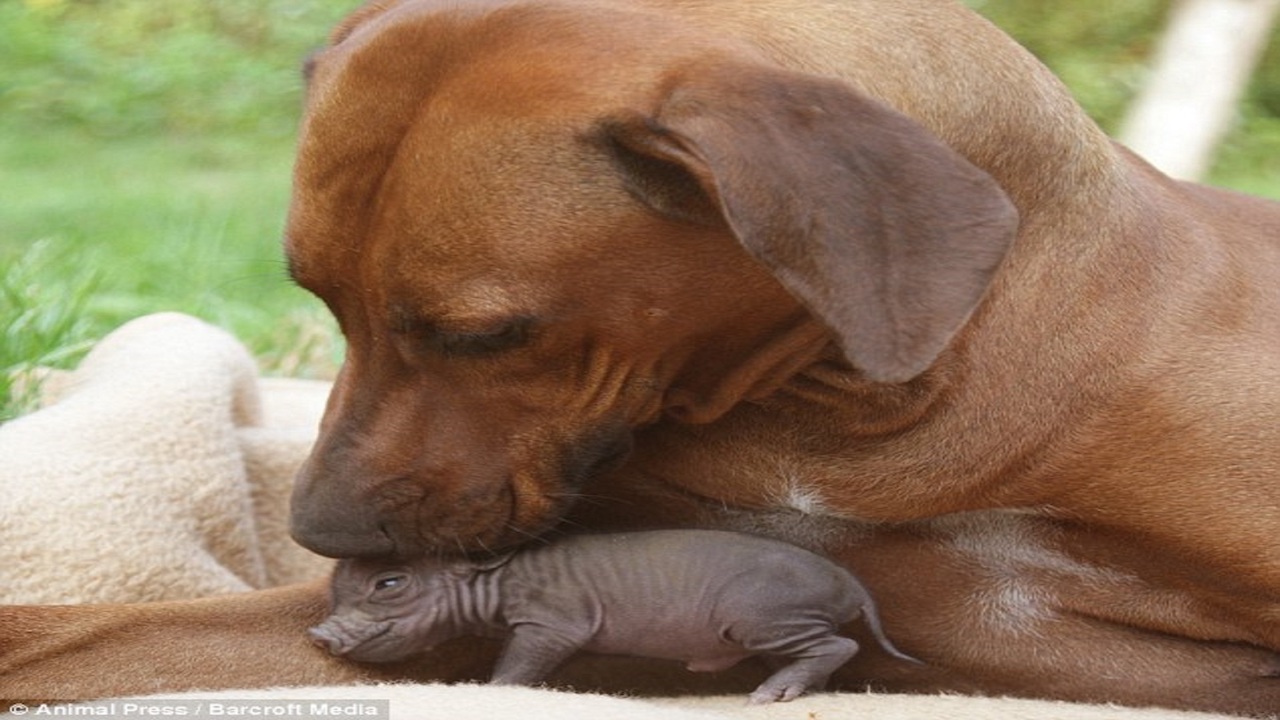 Cane lecca maialino selvatico