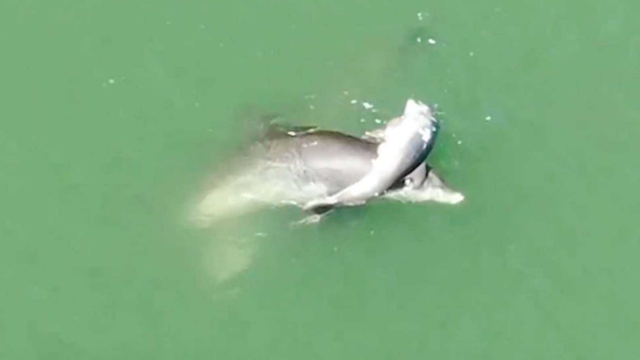 Mamma delfino disperata per la perdita del suo piccolo