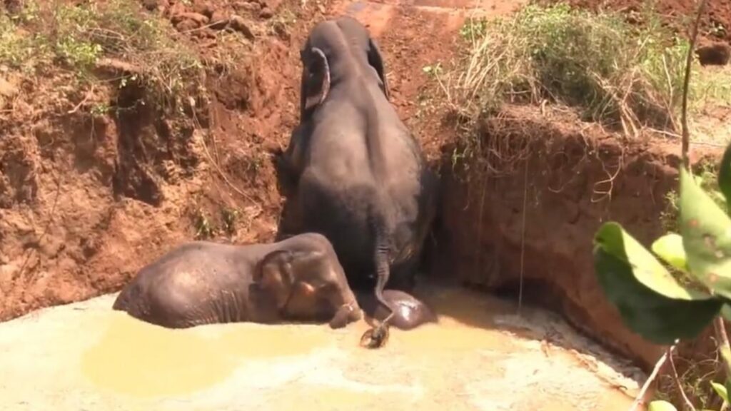 Mamma elefante e i suoi figli rimangono incastrati