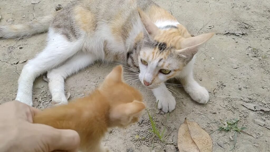 Micio affidato a mamma gatta