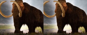 Mammut, cellule riportate in vita dopo 28.000 anni