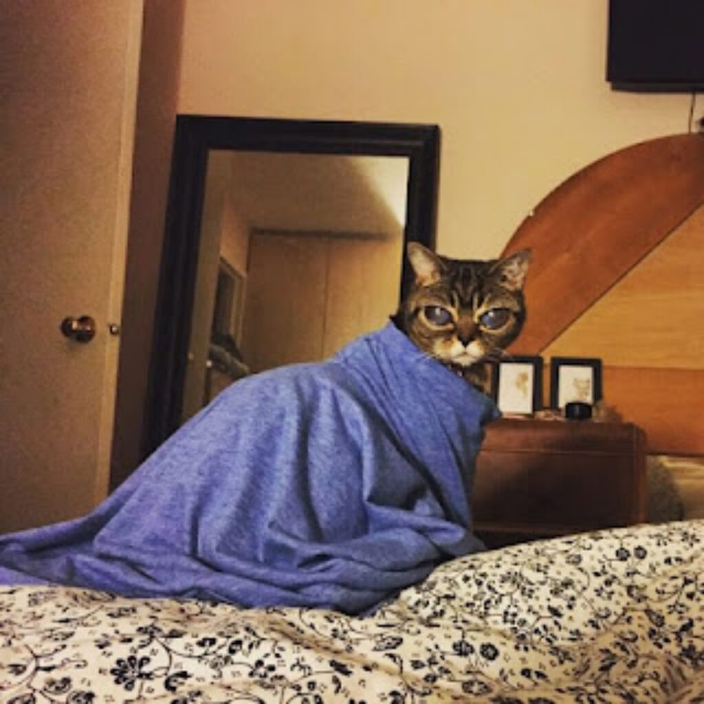 gatta con la coperta