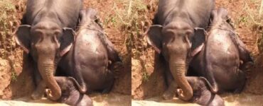 Mamma elefante e i suoi figli rimangono incastrati in un pozzo agricolo