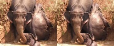 Mamma elefante e i suoi figli rimangono incastrati in un pozzo agricolo